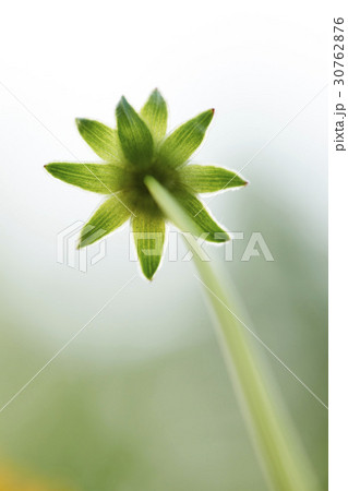 グムギェグク 花 緑 30762876