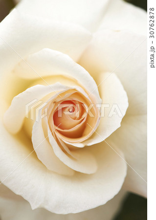 花 花びら バラ 30762878