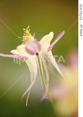 花 花芯 オダマキの花 30762930