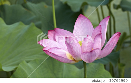 花 蓮 蓮の葉 30762999