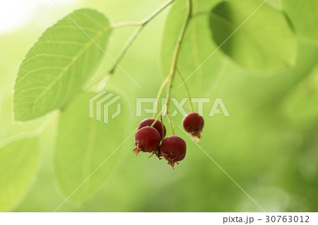葉 木の葉 植物 30763012