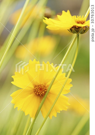 グムギェグク 花 黄色 30763013