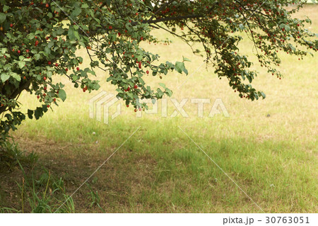 木 庭菩提樹 植物 30763051