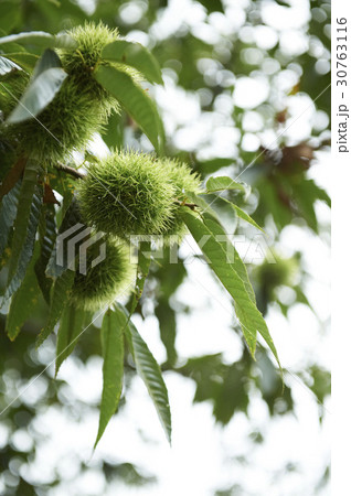 秋 木 栗 30763116