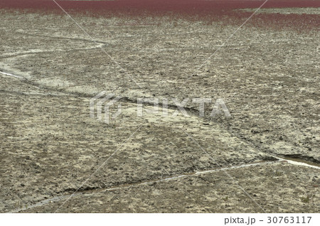 干潟 生態公園 仁川 30763117