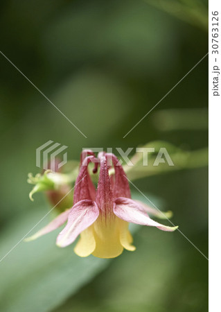 花 オダマキの花 植物 30763126