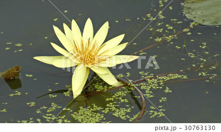 花 修練 植物 30763130