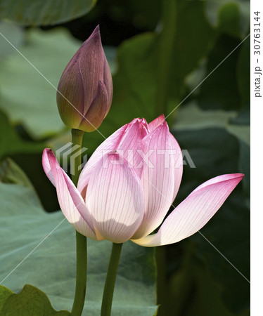 花 芽 蓮 30763144