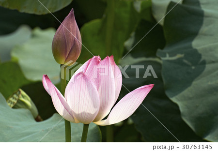 花 芽 蓮 30763145
