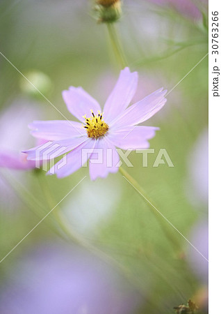 秋の花 植物 コスモス 30763266