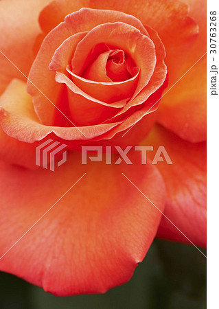 花 花びら 植物 30763268