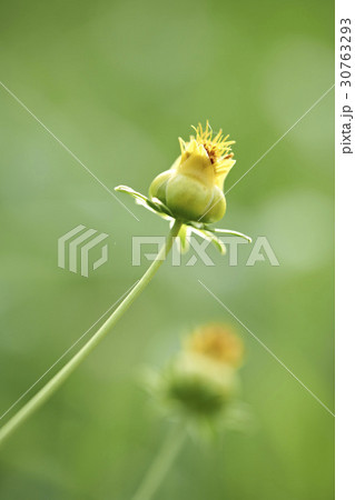 グムギェグク 花 フォーカス 30763293