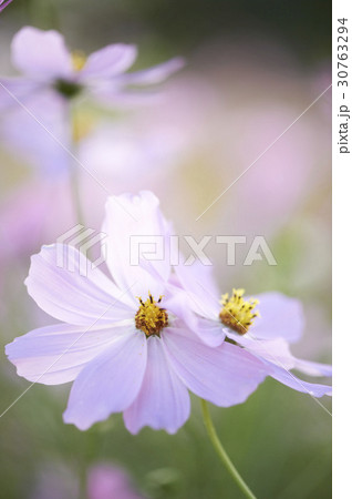 秋 秋の花 花 30763294