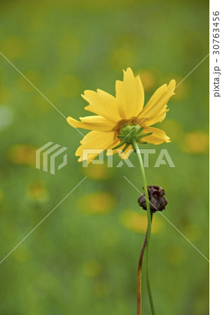 グムギェグク 花 黄色 30763456