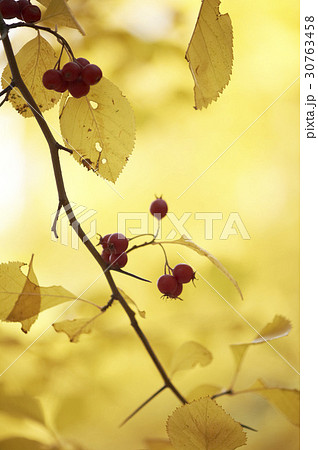 枝 花リンゴ 紅葉 30763458