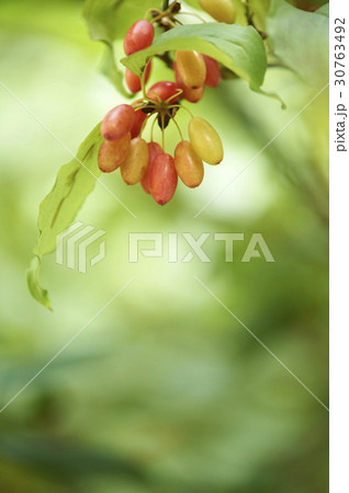 枝 サンシュユ 実 30763492