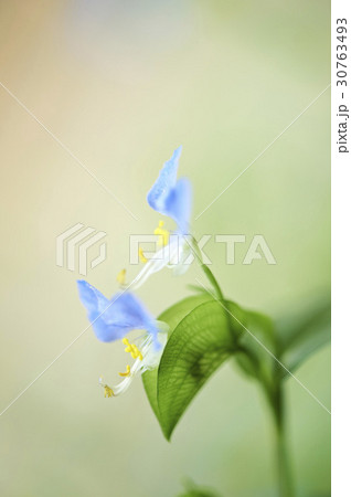 花 藍色 ツユクサ 30763493
