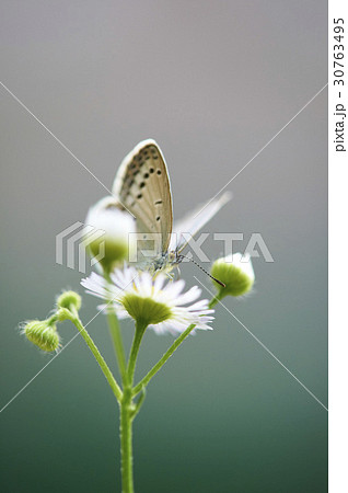 昆虫 花 蝶 30763495