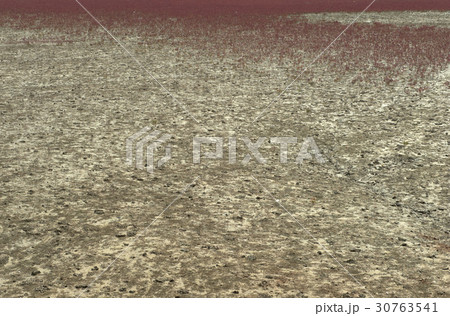 干潟 生態公園 仁川 30763541