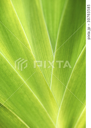ヒオウギ 植物 葉 30763585