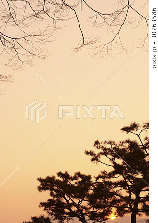 夕焼け 松 シルエット 30763586