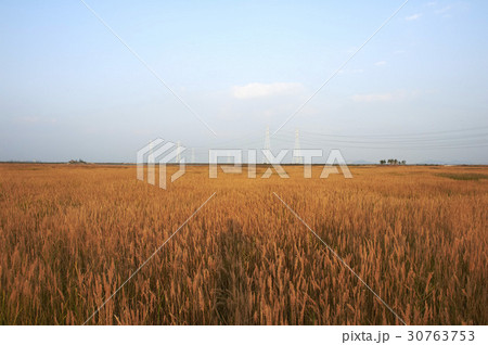大阜島 送電塔 植物 30763753