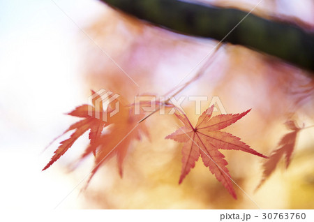 秋 葉 木の葉 30763760