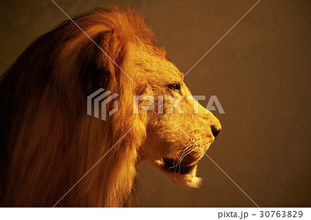 京畿道 キョンギド 剥製 30763829