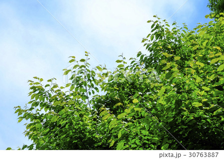 新緑と青空　 30763887