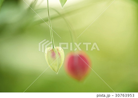 花 フォーカス 植物 30763953