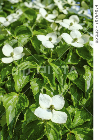 ヤマボウシの花　 30764054