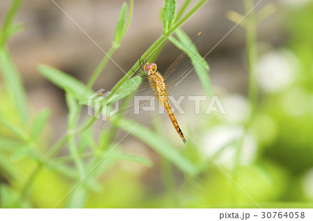 ウスバキトンボ 30764058