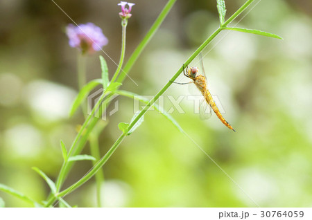 ウスバキトンボ ウスバキトンボ 30764059