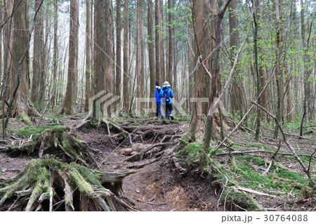 皿ヶ嶺登山道 30764088