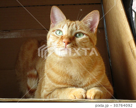 動物 動物学 猫 30764092