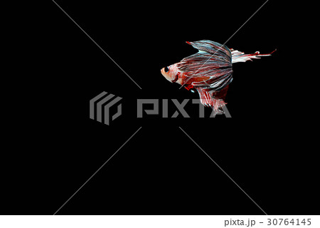 siamese fighting fish isolated on black backgroun siamese fighting fish isolated on black backgroun 30764145