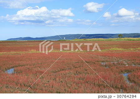 能取湖サンゴ草群生地　 30764294