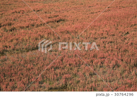 能取湖サンゴ草群生地　 30764296