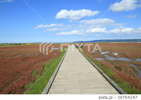 能取湖サンゴ草群生地 能取湖サンゴ草群生地 30764297