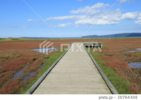 能取湖サンゴ草群生地 能取湖サンゴ草群生地 30764308