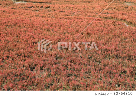 能取湖サンゴ草群生地 能取湖サンゴ草群生地 30764310