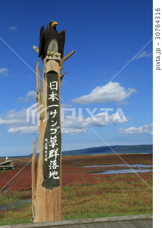 能取湖サンゴ草群生地 能取湖サンゴ草群生地 30764316