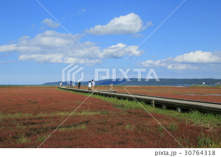 能取湖サンゴ草群生地 能取湖サンゴ草群生地 30764318