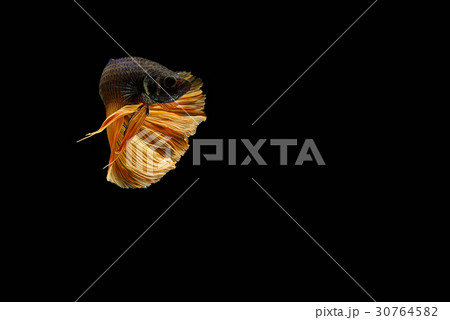 siamese fighting fish isolated on black backgroun siamese fighting fish isolated on black backgroun 30764582