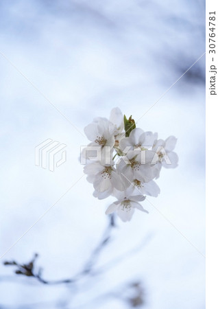 花 桜 春の花 30764781