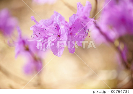 春の花 ピンク ツツジ 30764785