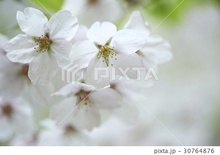桜 春 クローズアップ 30764876