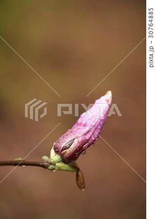 芽 マグノリア 水滴 30764885