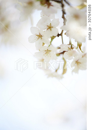 花 桜 春の花 30764886