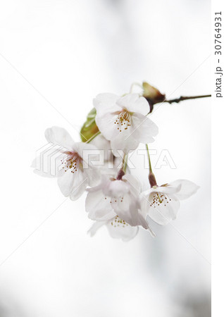 桜 春の花 クローズアップ 30764931